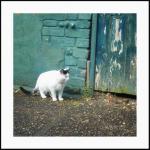 A Cat In The Old Alley 8x8 Photography Print